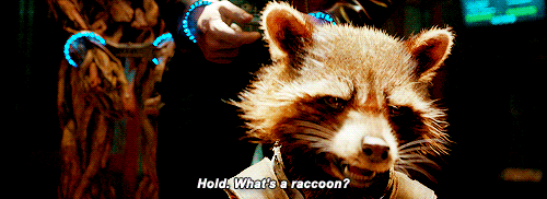 Guardians what's a raccoon
